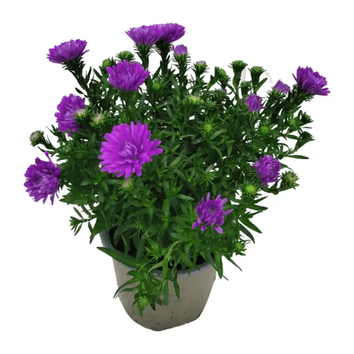 Bild 2 von GARDENLINE Aster