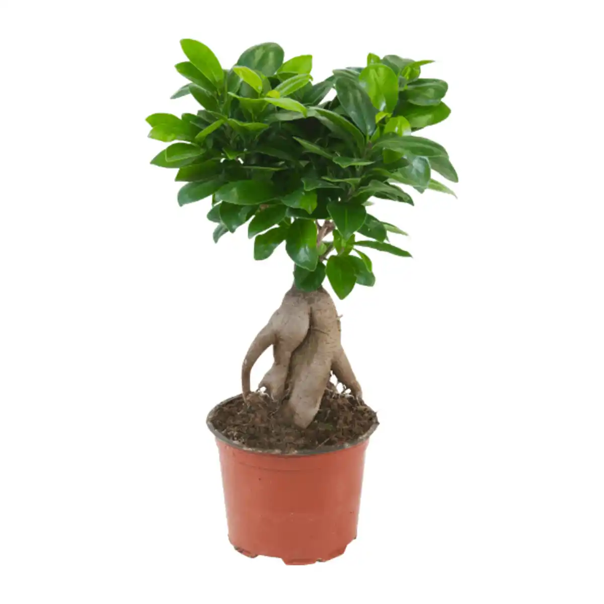 Bild 2 von GARDENLINE Ficus Ginseng / Pachira