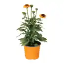 Bild 3 von GARDENLINE Echinacea / Triomix
