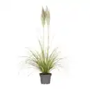 Bild 2 von GARDENLINE Pampasgras XXL