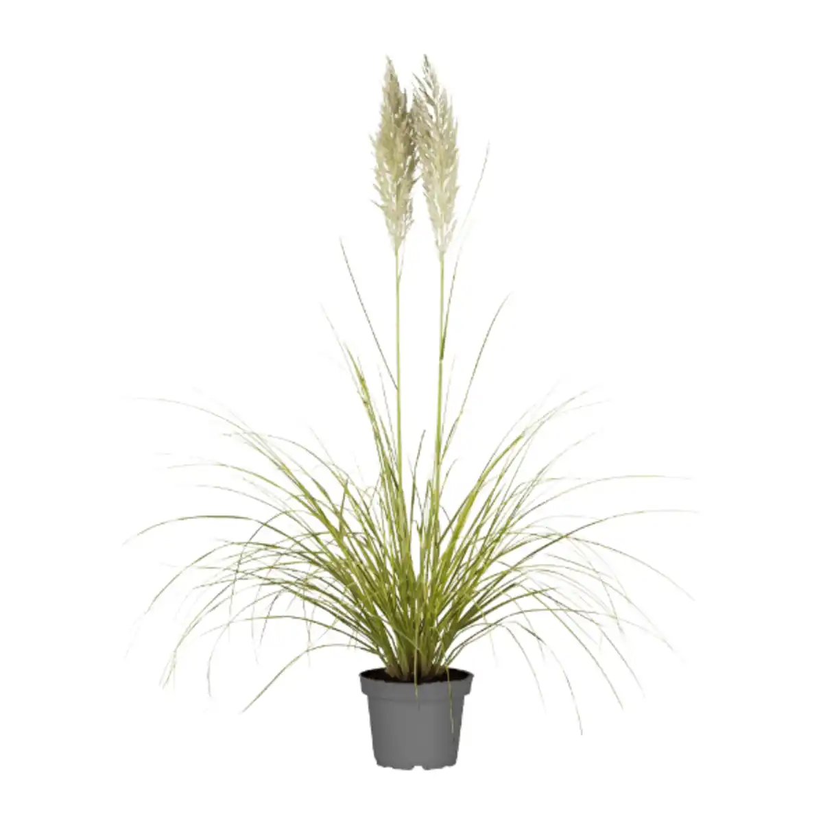 Bild 2 von GARDENLINE Pampasgras XXL