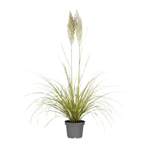 Bild 2 von GARDENLINE Pampasgras XXL