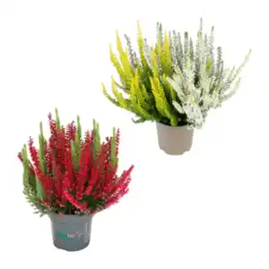 GARDENLINE Calluna