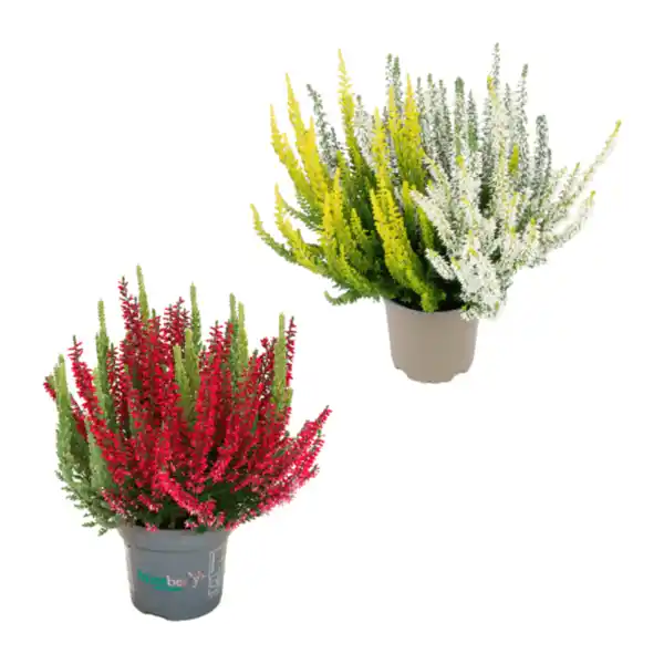 Bild 1 von GARDENLINE Calluna