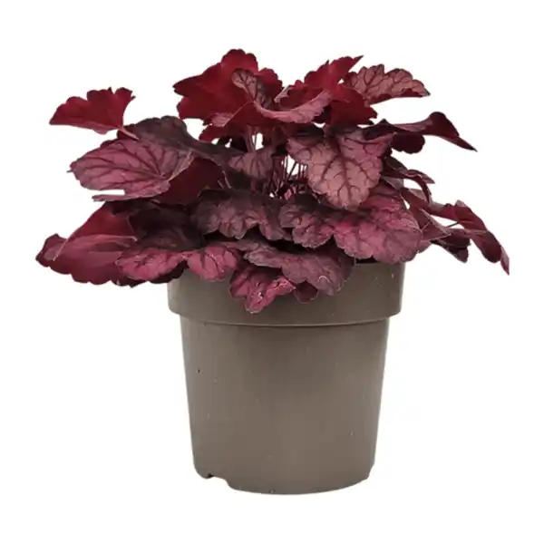 Bild 4 von GARDENLINE Heuchera