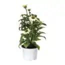 Bild 4 von GARDENLINE Echinacea / Triomix