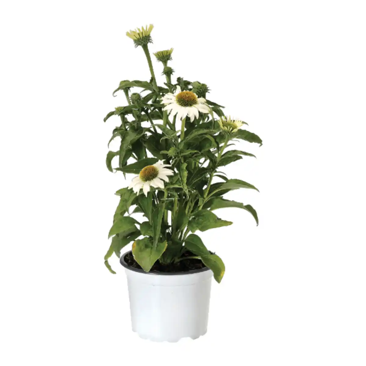 Bild 4 von GARDENLINE Echinacea / Triomix