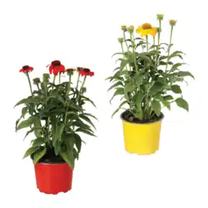 GARDENLINE Echinacea / Triomix