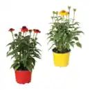 Bild 1 von GARDENLINE Echinacea / Triomix