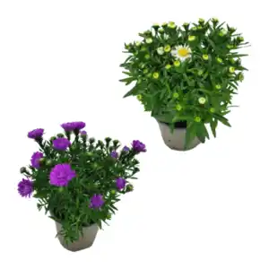 GARDENLINE Aster