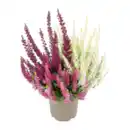 Bild 3 von GARDENLINE Calluna