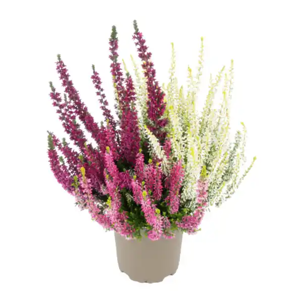 Bild 3 von GARDENLINE Calluna