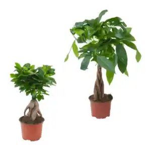 GARDENLINE Ficus Ginseng / Pachira