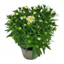 Bild 4 von GARDENLINE Aster