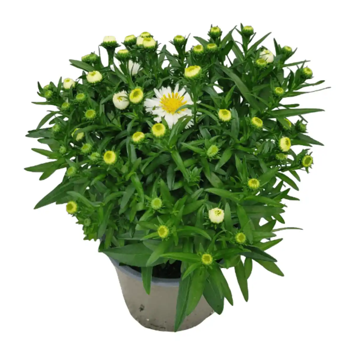 Bild 4 von GARDENLINE Aster