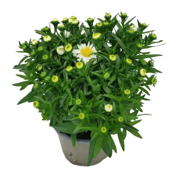 Bild 4 von GARDENLINE Aster