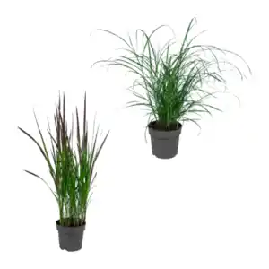 GARDENLINE Gräser