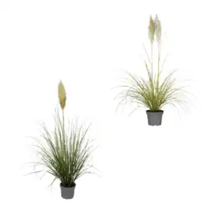 GARDENLINE Pampasgras XXL