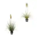 Bild 1 von GARDENLINE Pampasgras XXL
