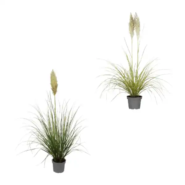 Bild 1 von GARDENLINE Pampasgras XXL