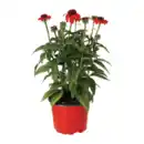 Bild 2 von GARDENLINE Echinacea / Triomix
