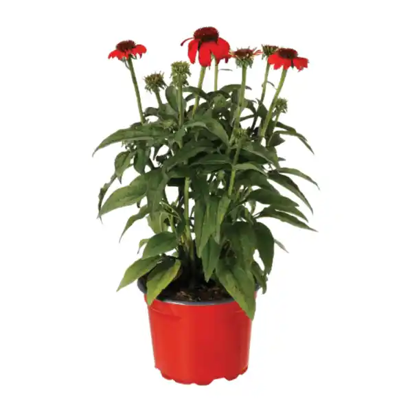 Bild 2 von GARDENLINE Echinacea / Triomix