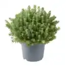 Bild 3 von GARDENLINE Sedum-Mix