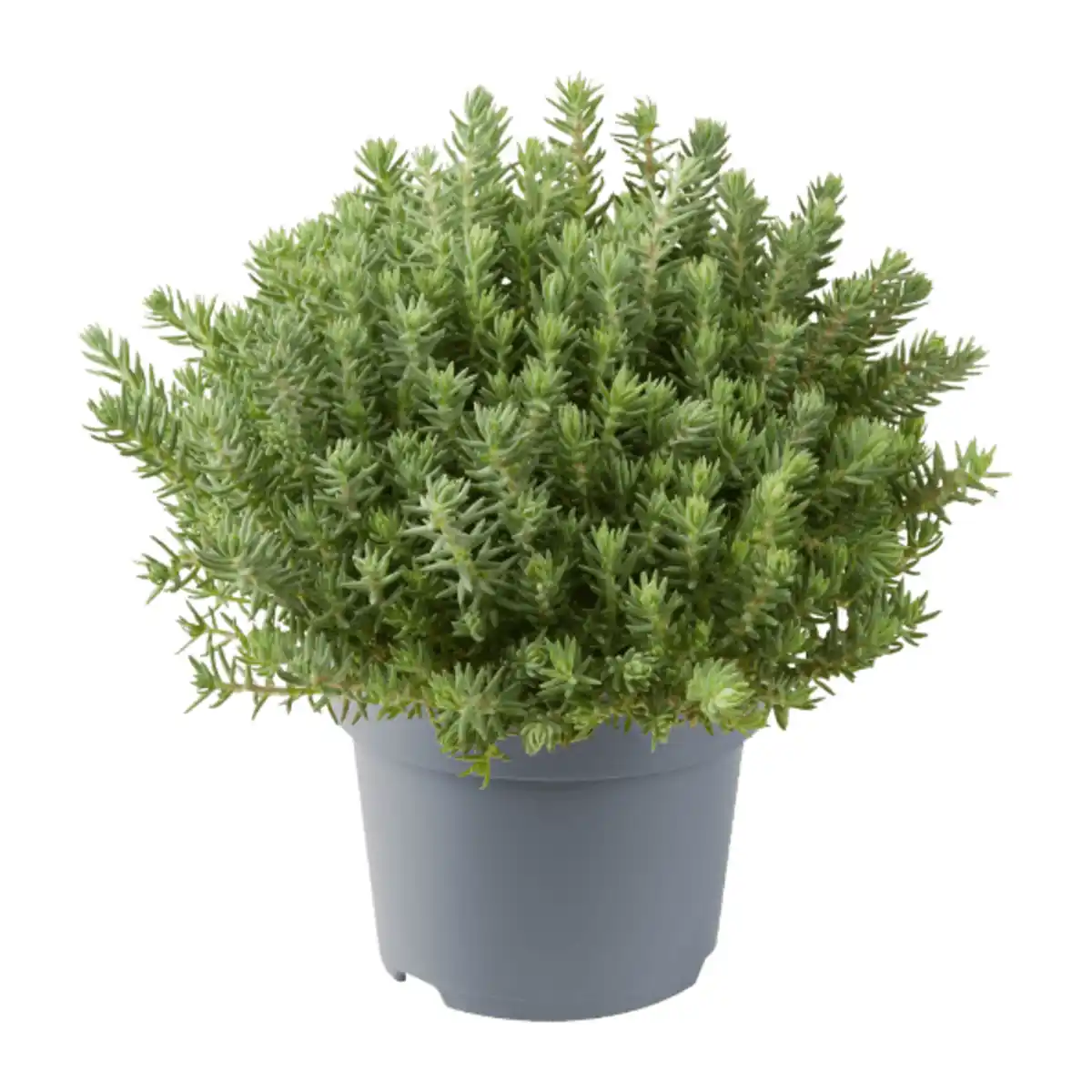 Bild 3 von GARDENLINE Sedum-Mix