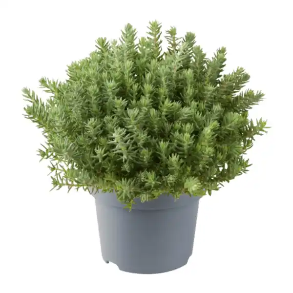 Bild 3 von GARDENLINE Sedum-Mix