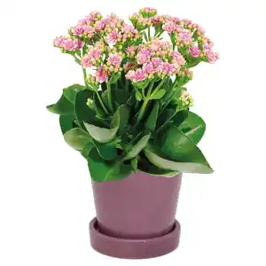 GARDENLINE Minipflanzen in Keramik
