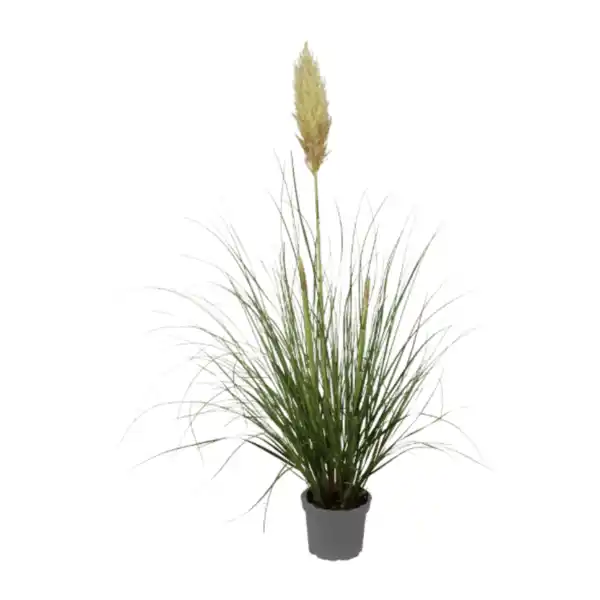 Bild 3 von GARDENLINE Pampasgras XXL