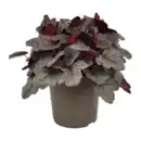 Bild 3 von GARDENLINE Heuchera