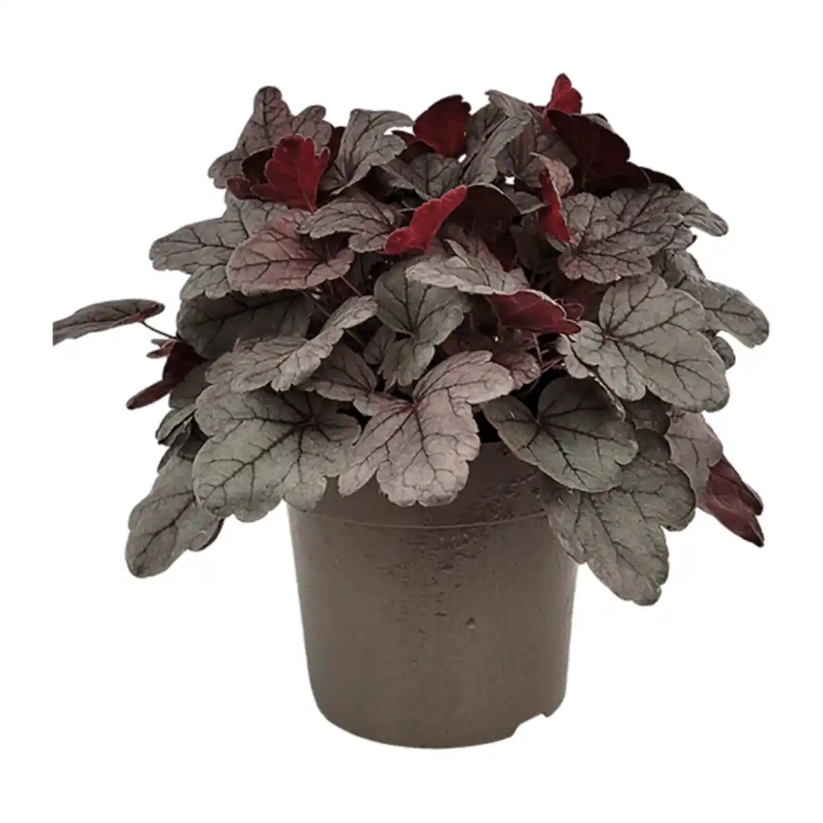 Bild 3 von GARDENLINE Heuchera