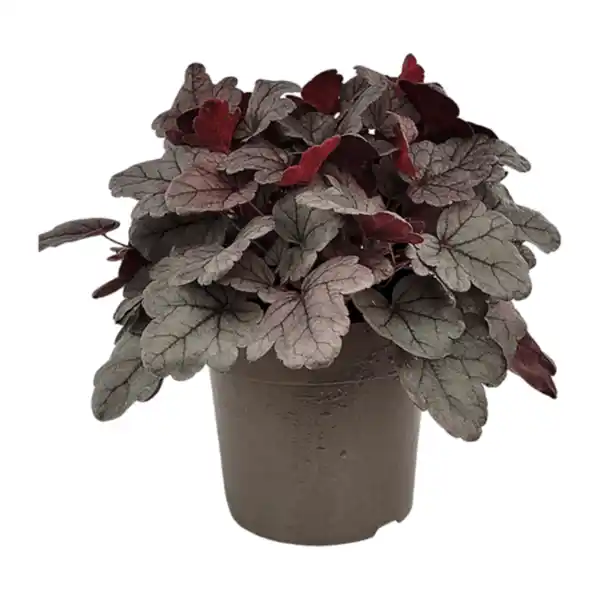 Bild 3 von GARDENLINE Heuchera