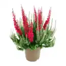Bild 2 von GARDENLINE Calluna