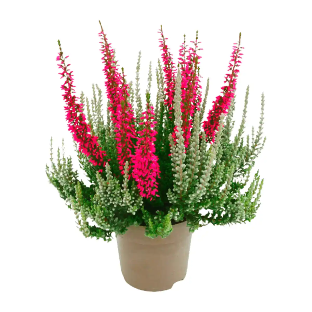 Bild 2 von GARDENLINE Calluna