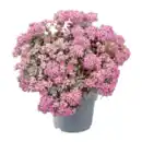 Bild 2 von GARDENLINE Sedum-Mix