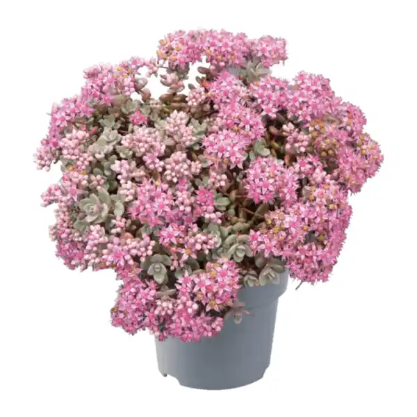 Bild 2 von GARDENLINE Sedum-Mix
