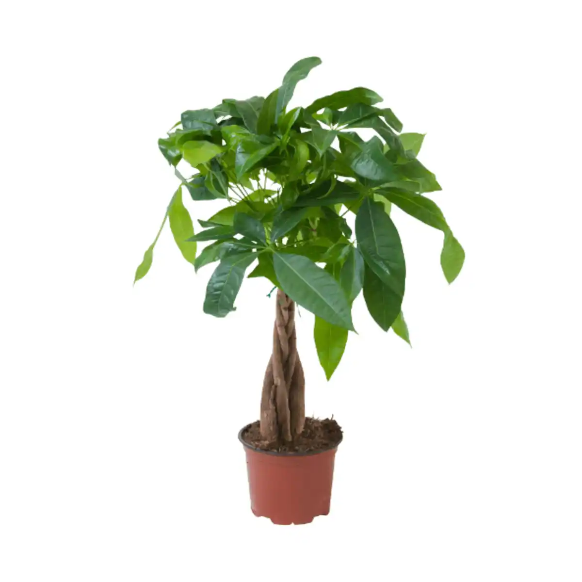 Bild 3 von GARDENLINE Ficus Ginseng / Pachira