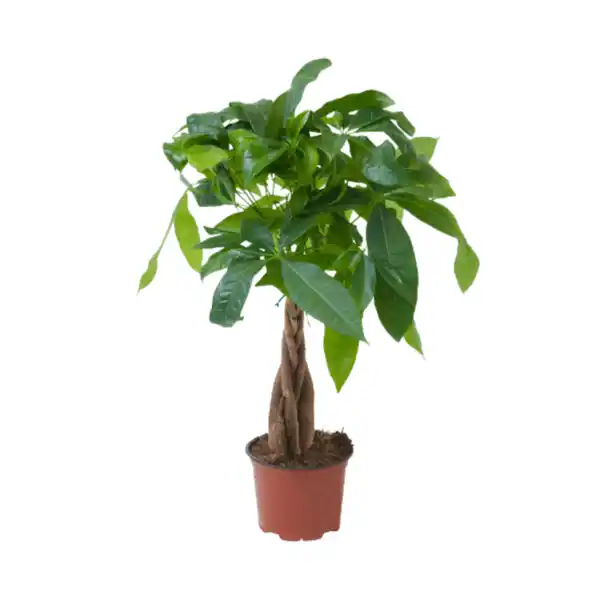 Bild 3 von GARDENLINE Ficus Ginseng / Pachira