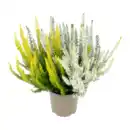 Bild 4 von GARDENLINE Calluna