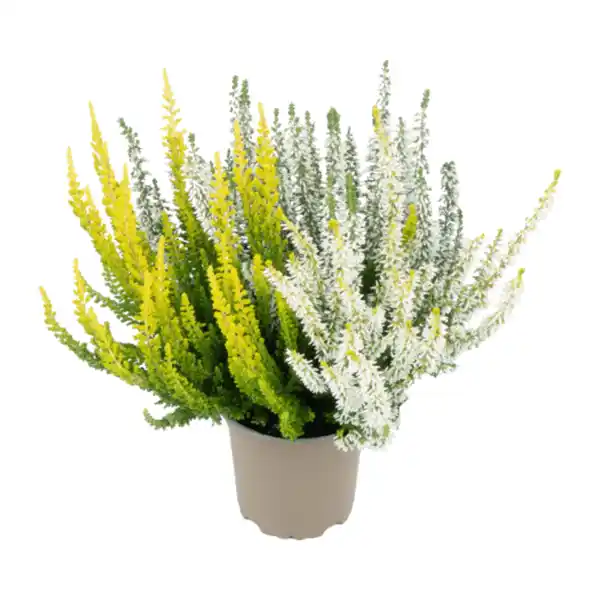 Bild 4 von GARDENLINE Calluna