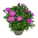 Bild 3 von GARDENLINE Aster