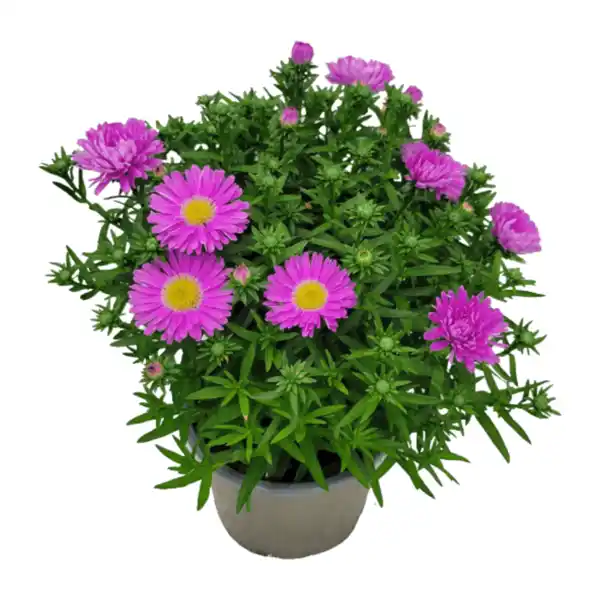 Bild 3 von GARDENLINE Aster
