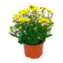 Bild 2 von GARDENLINE Chrysantheme