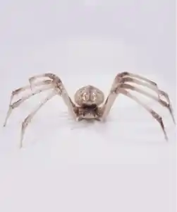 Deko-Spinne Halloween, Beige