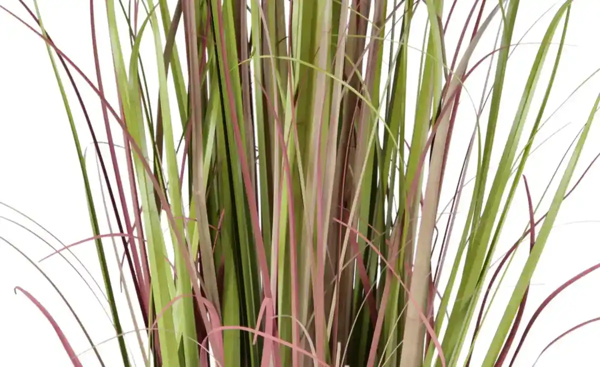 Bild 4 von Grasbüschel getopft