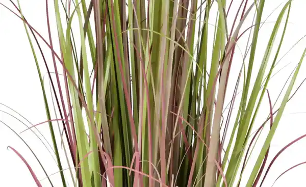 Bild 4 von Grasbüschel getopft