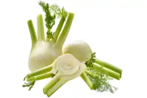 Fenchel