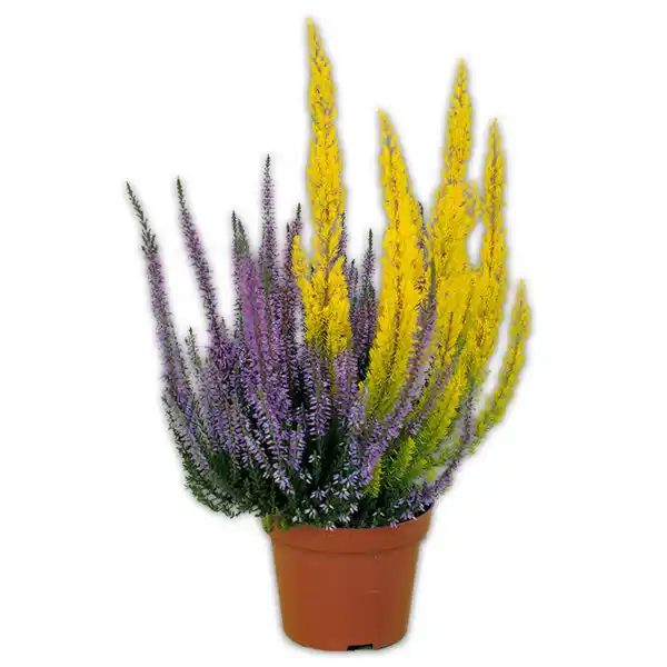 Bild 1 von Calluna mit Baumheide